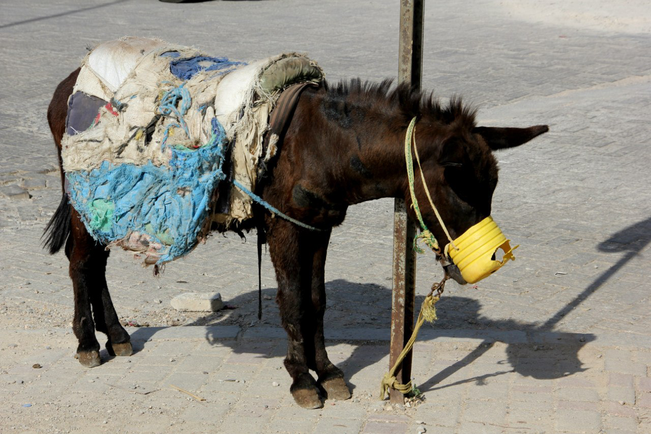 Калейдоскоп путешествий. Семейный и детский фотограф. Москва. Пронина Тома