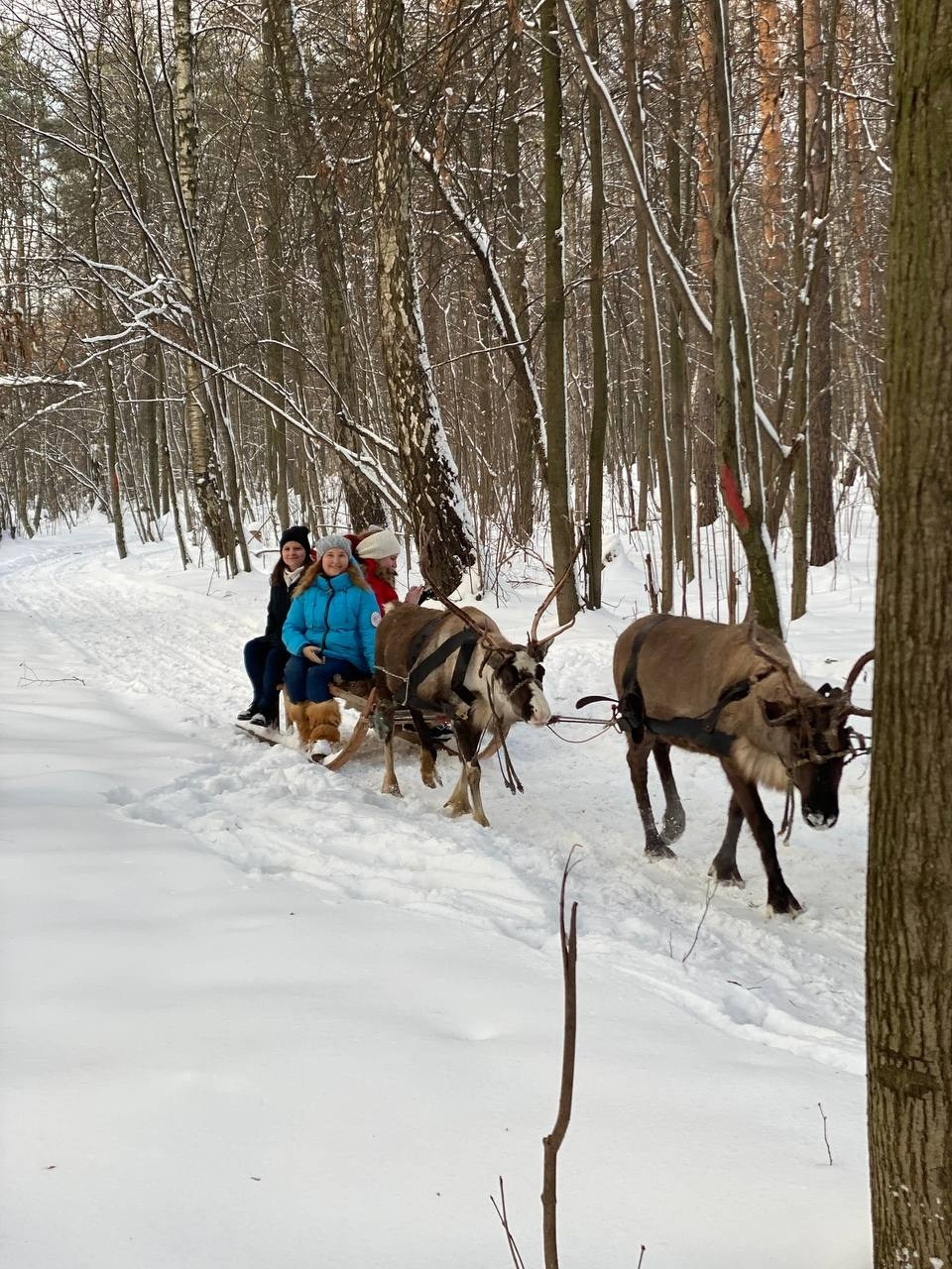 В гости к северным оленям | 02.12.2023. Галерея Фантим