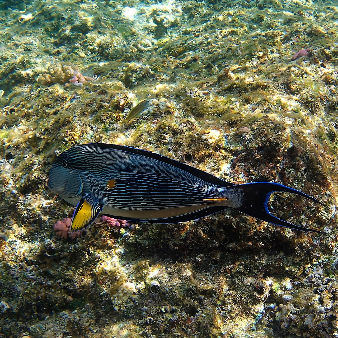 Мне посмотреть. Рыбов показываю