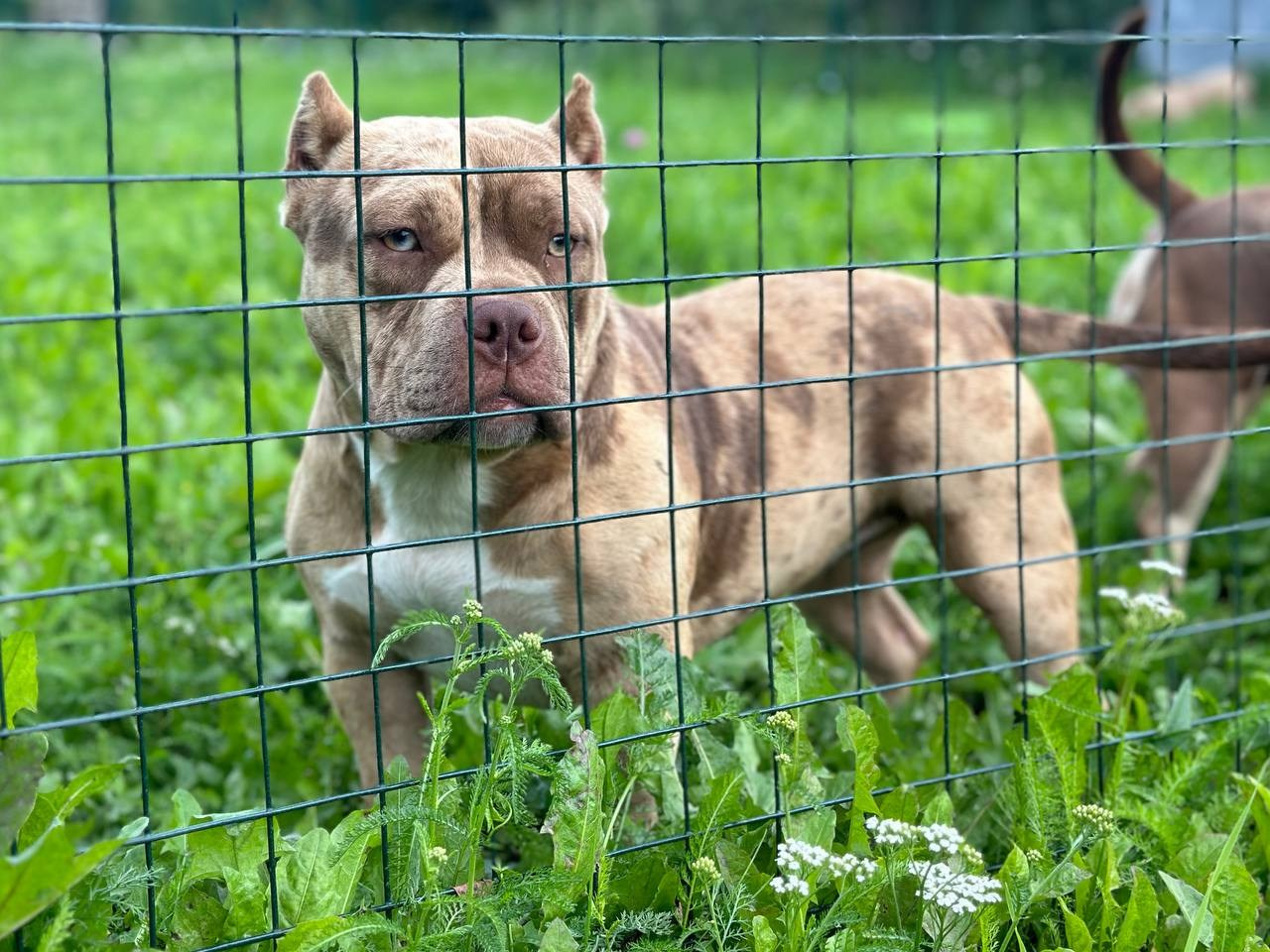 Sunshine Girl. Питомник американских булли Bounty Pride Bully