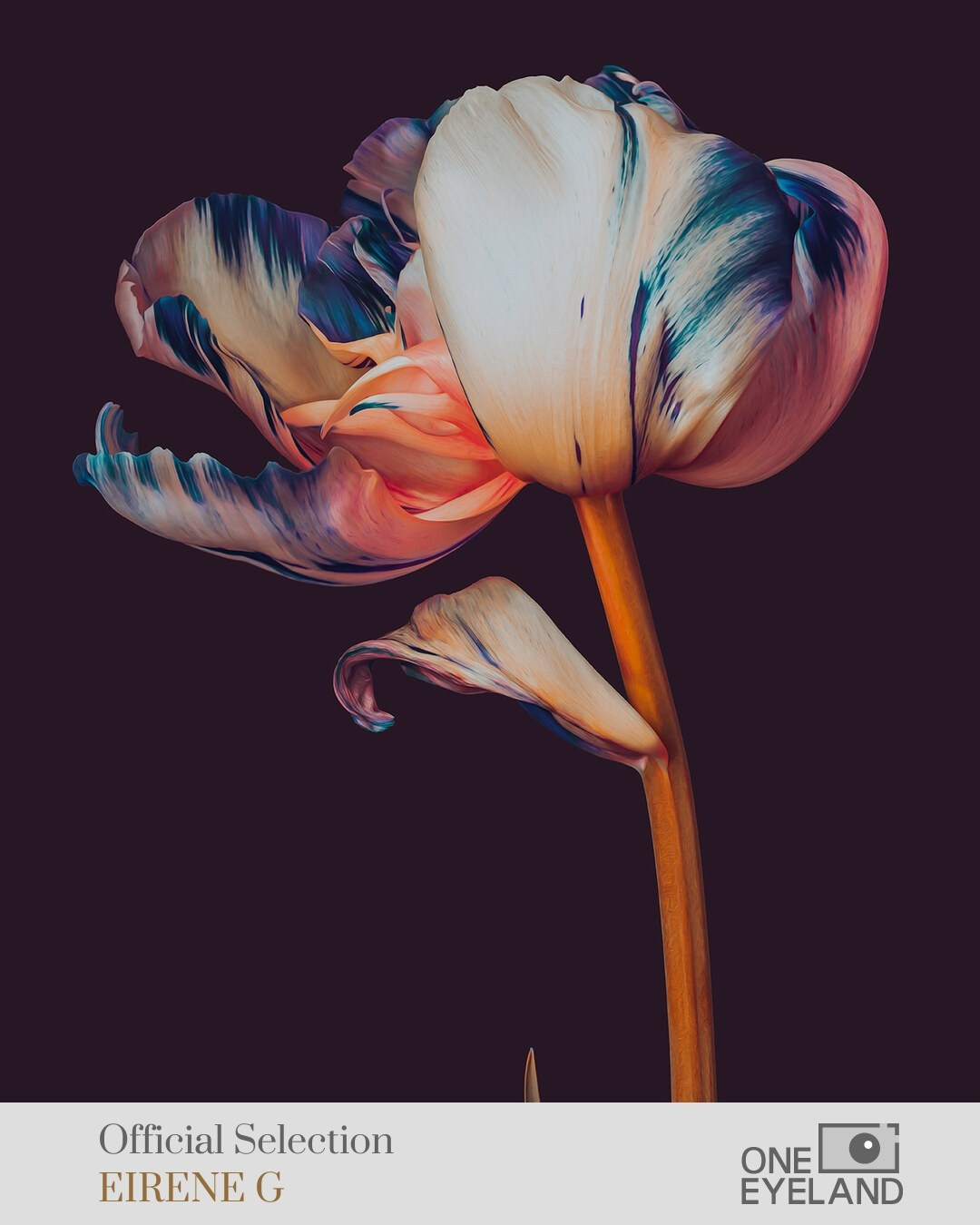 ONEEYELAND GALLERY. Eirene G |  Photoartist | Flowers from my garden