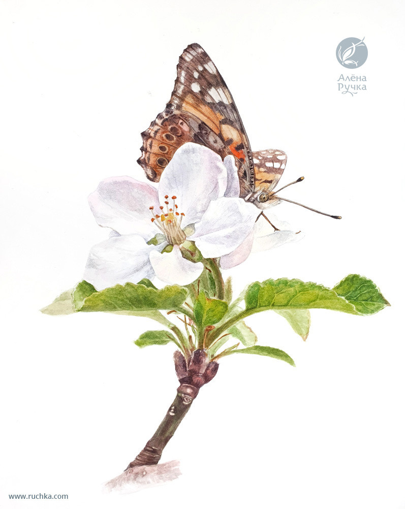 Яблоня. 20х30 см, бумага, акварель. 