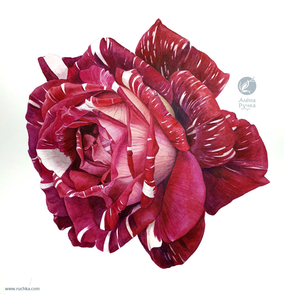 Роза. 30х40 см. Бумага, акварель . 2019 г.