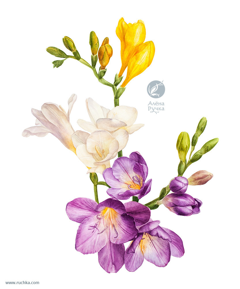 Нарциссы. 30х40 см. Бумага, акварель . 2019 г.