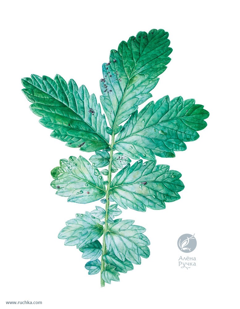 Репешок обыкновенный. 30х40 см, бумага, акварель. 