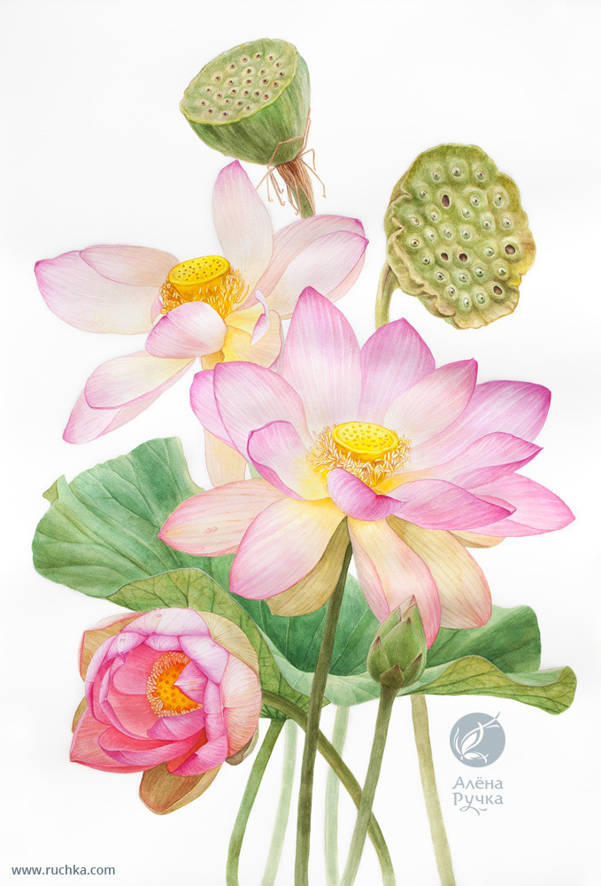 Лотос орехоносный. 38х56 см, бумага, акварель. 