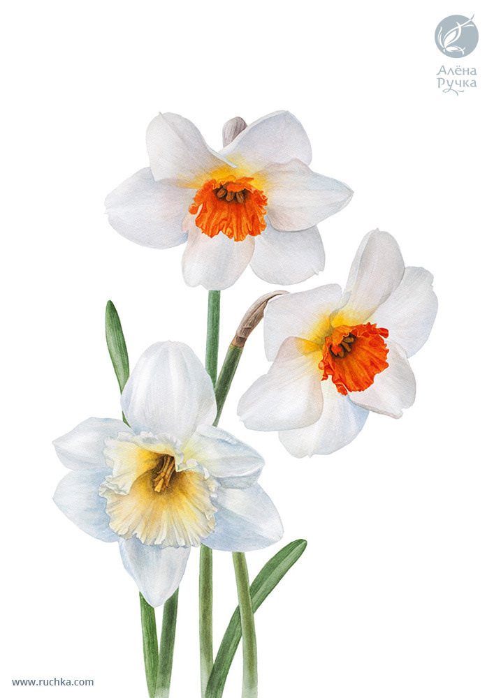 Нарциссы. 30х40 см. Бумага, акварель . 2019 г.