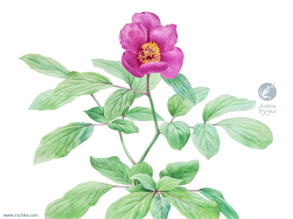 Пион кавказский. 40х30 см, бумага, акварель. 