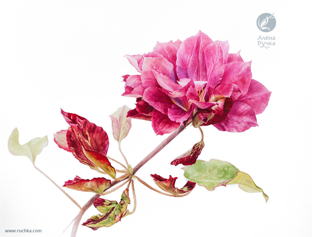 Клематис Ред стар. 30х40 см. Бумага, акварель . 2020 г.