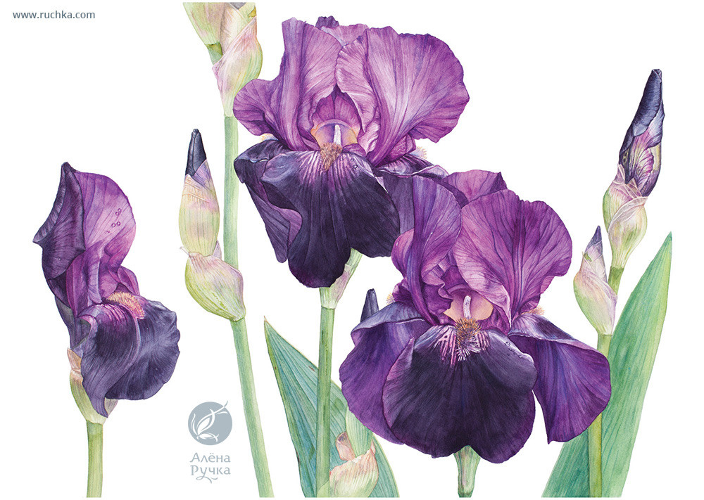 Ирисы. 38х56 см. Бумага, акварель . 2017 г.