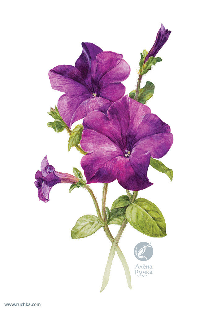 Петуния. 30х40 см. Бумага, акварель . 2017 г.