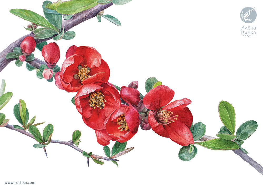 Хеномелес японский. 38х56 см. Бумага, акварель . 2018 г.