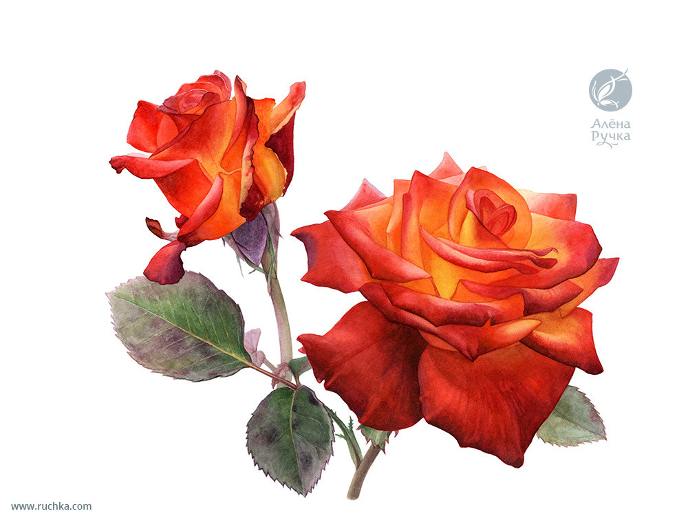 Роза. 30х40 см. Бумага, акварель . 2021 г.