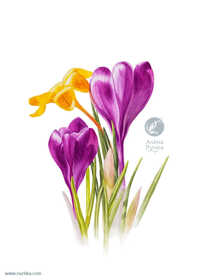 Нарциссы. 30х40 см. Бумага, акварель . 2019 г.