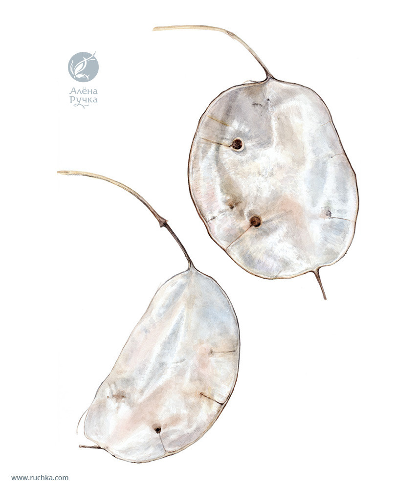 Лунария. 20х30 см. Бумага, акварель . 2020 г.
