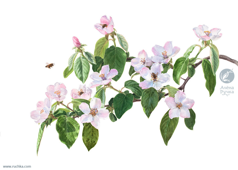 Айва обыкновенная. 56х38 см, бумага, акварель. 