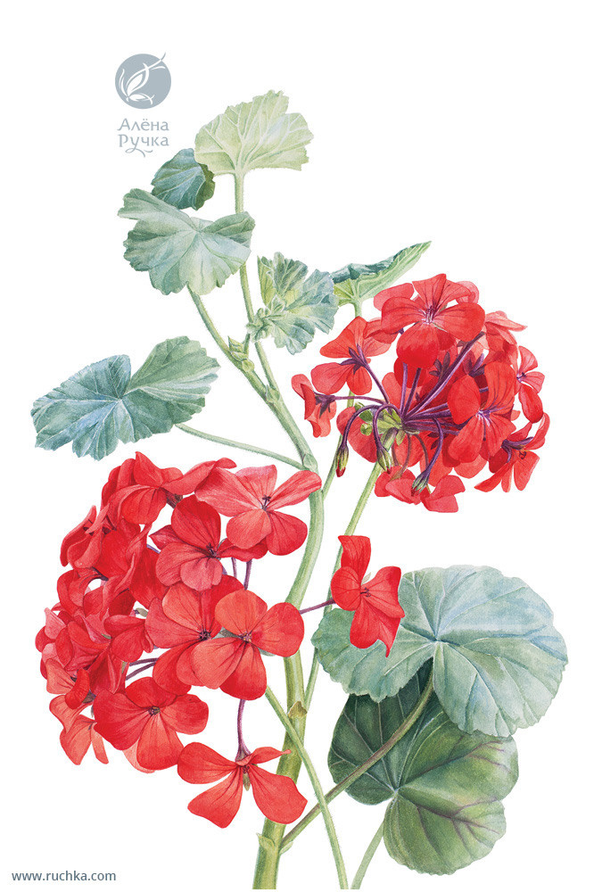 Пеларгония. 38х56 см. Бумага, акварель . 2017 г.