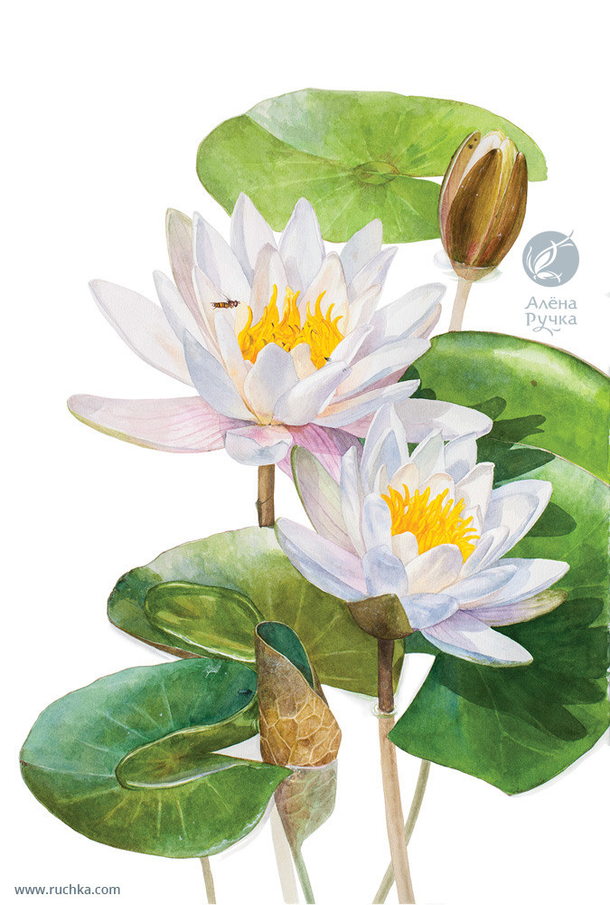 Кувшинка белая. 38х56 см, бумага, акварель. 