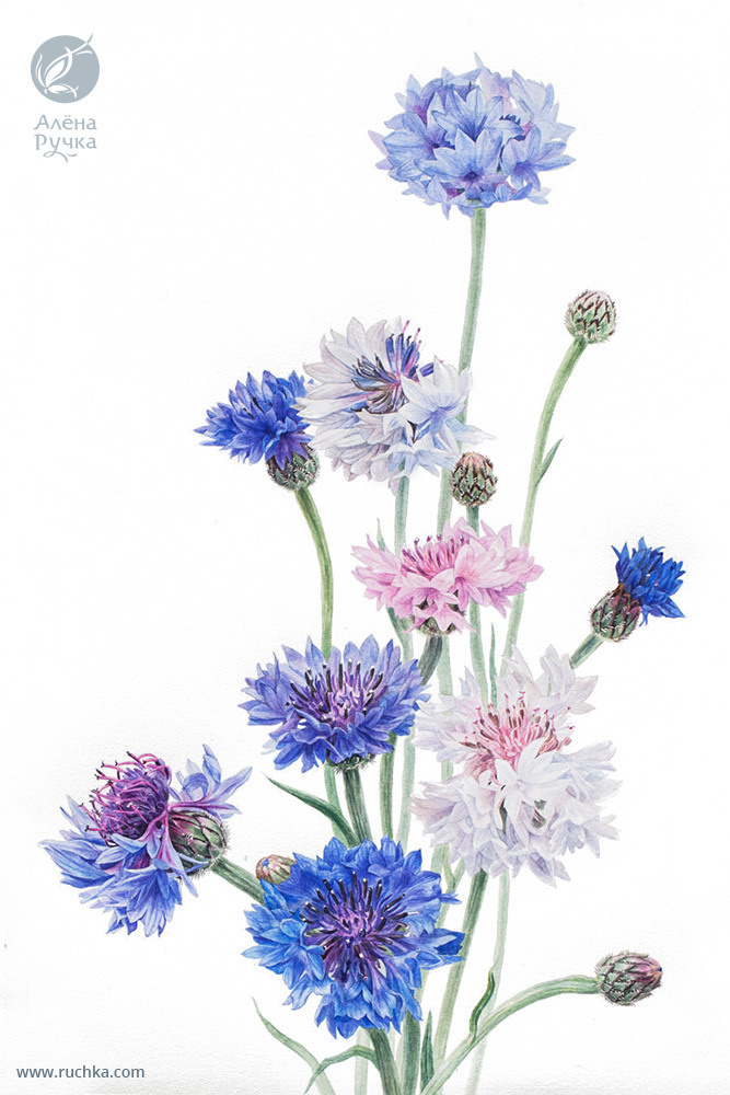 Васильки. 35х56 см. Бумага, акварель . 2020 г.