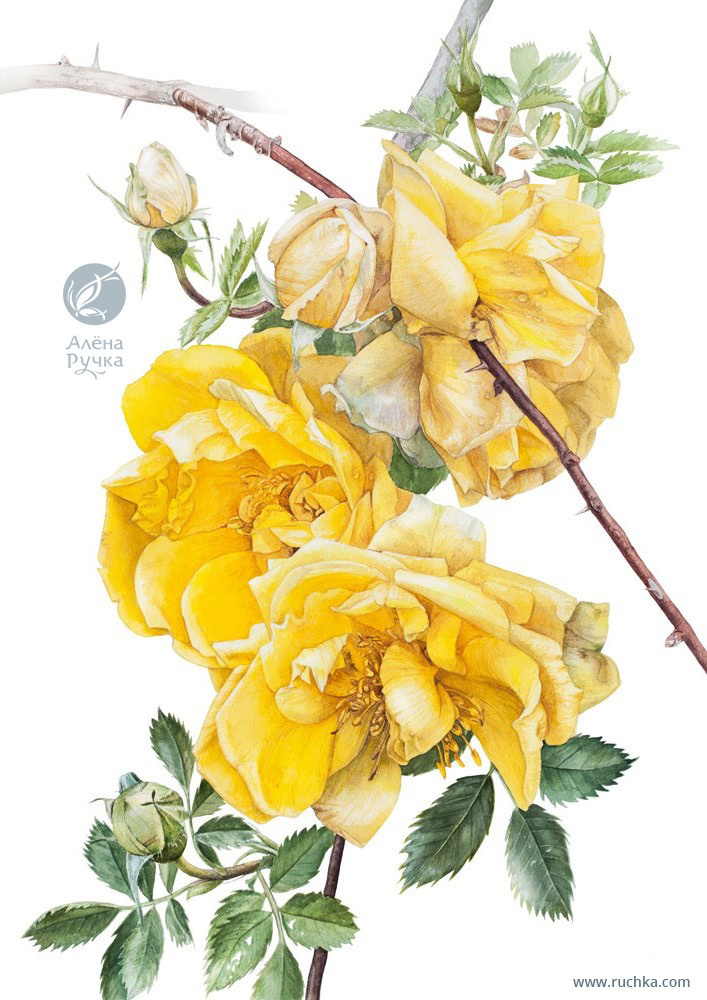 Роза персидская. 38х56 см. Бумага, акварель . 2017 г.