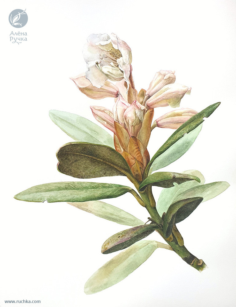 Рододендрон кавказский. 38х56 см, бумага, акварель. 