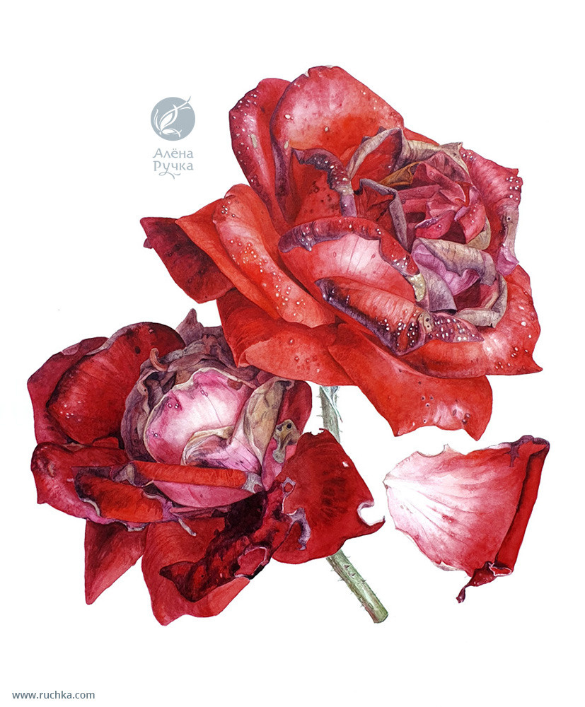 Увядающие розы. 30х40 см. Бумага, акварель . 2019 г.