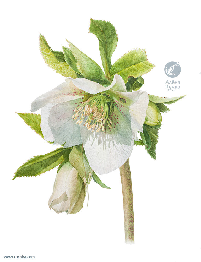 Морозник кавказский. 30х40 см, бумага, акварель. 