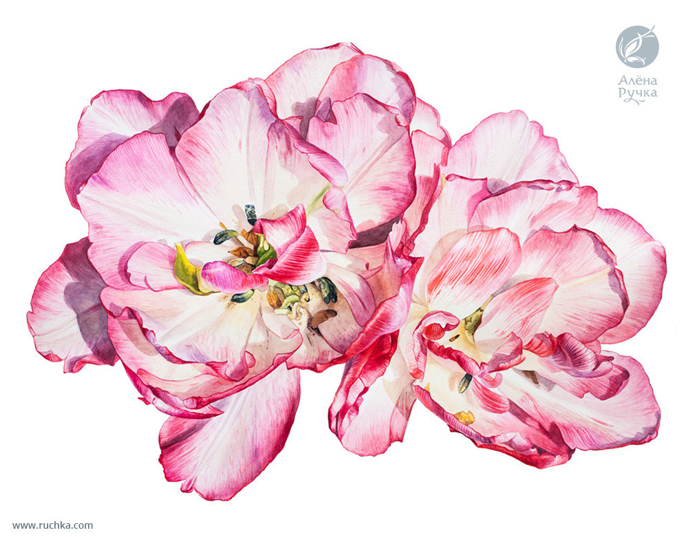 Тюльпан розово-белый. 30х40 см. Бумага, акварель . 2020 г.