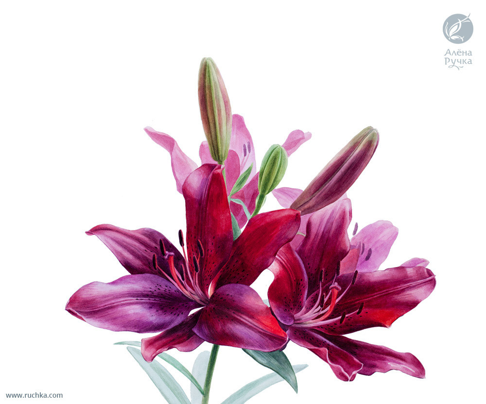Лилии бордовые. 40х50 см. Бумага, акварель . 2020 г.