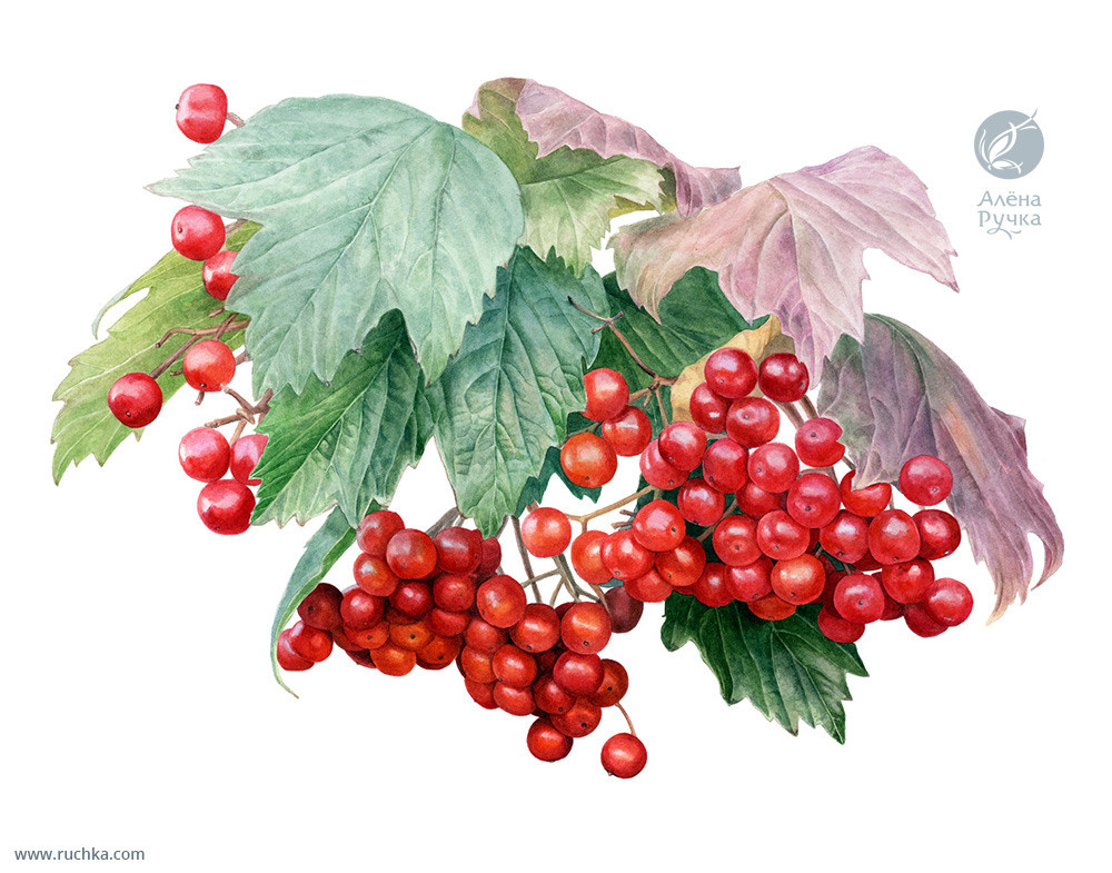 Калина обыкновенная. 45х38 см, бумага, акварель. 