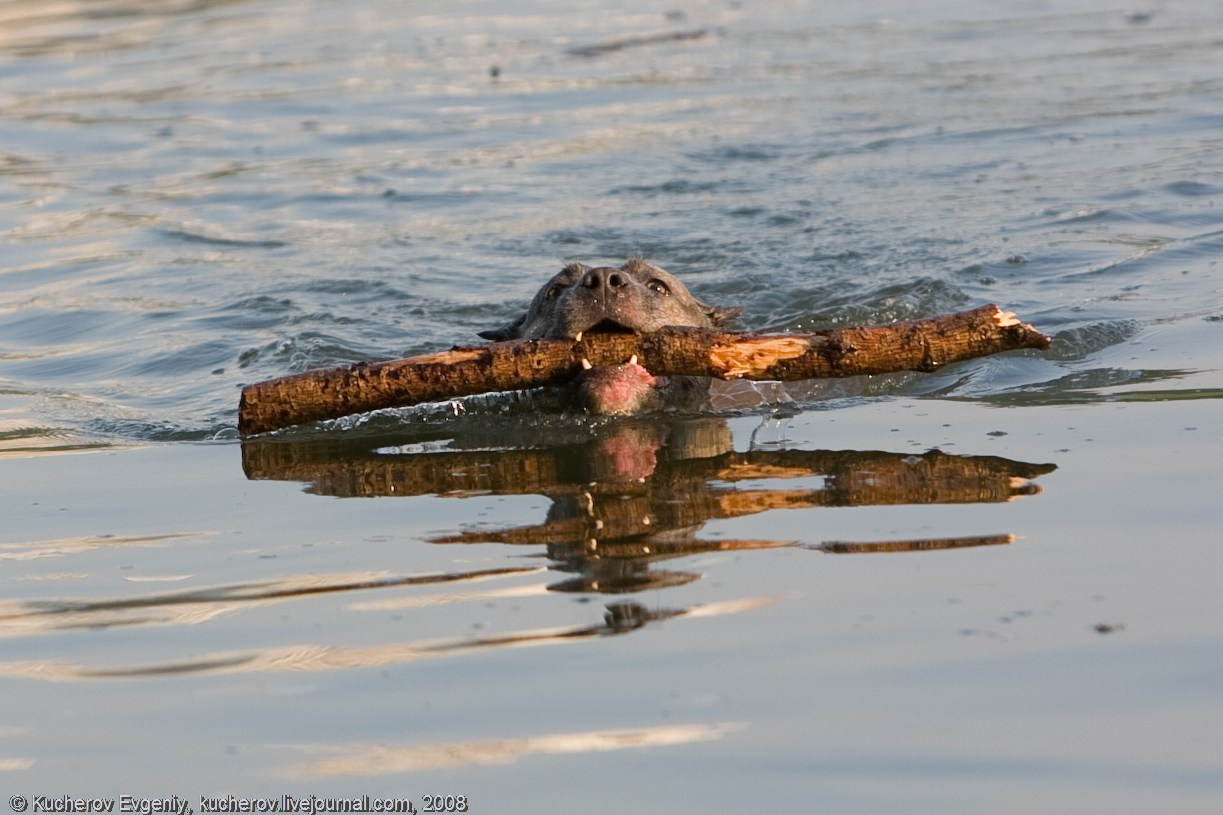 Животные. Кучеров Евгений. Фотограф