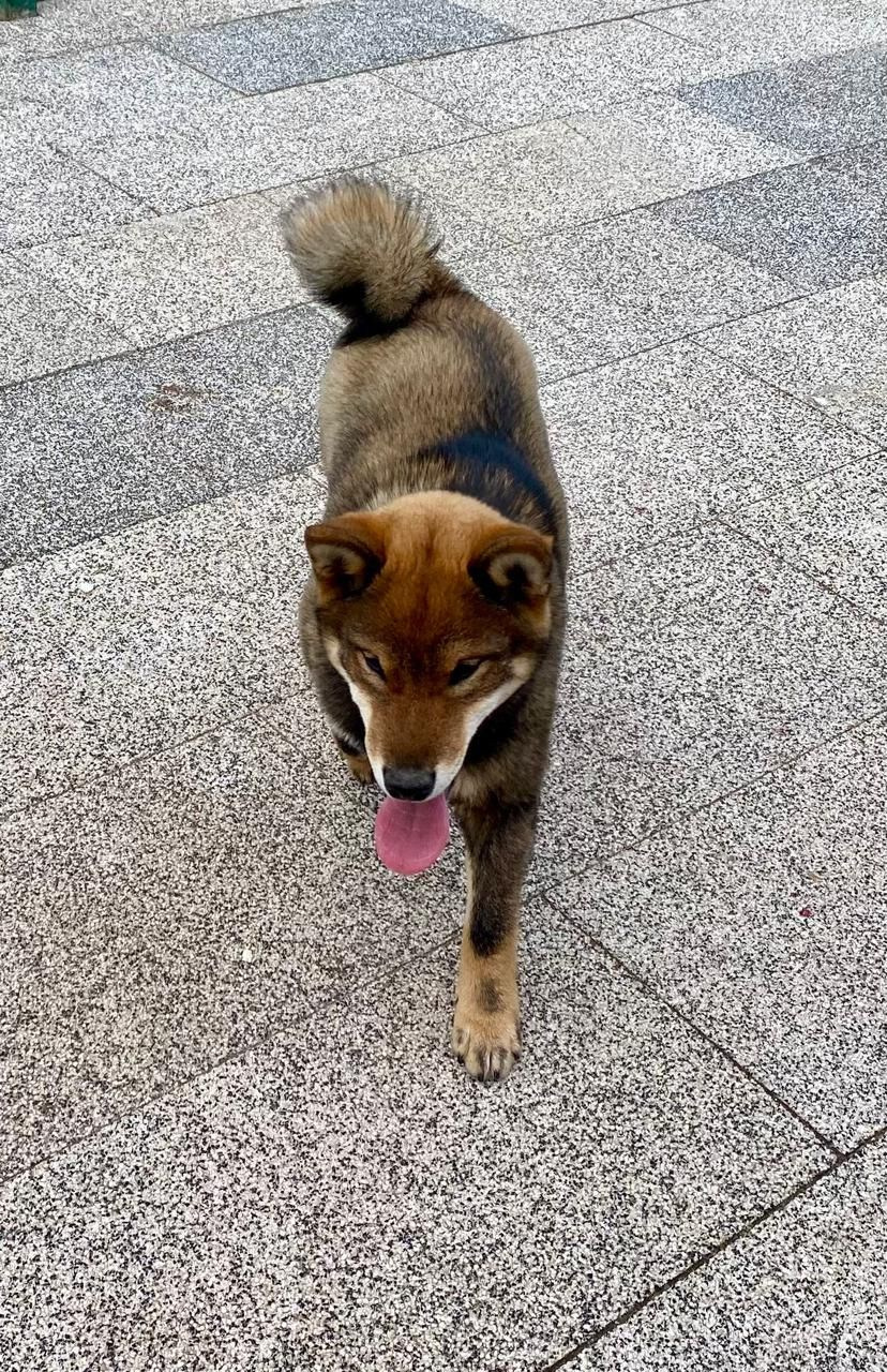 Шаман (сезам) * Шу_ Шаолинь Цукан. AMERICAN AKITA RUBYLIGHT KENNEL I SHIBA-INU