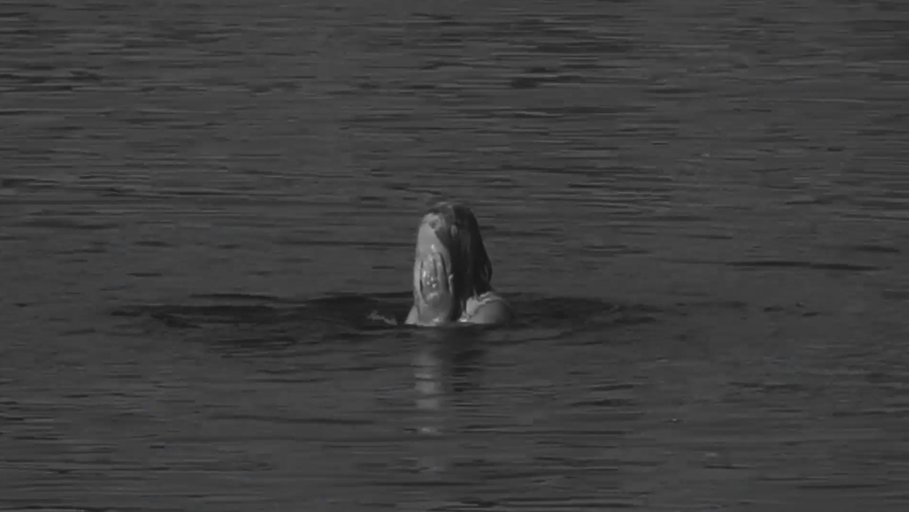 ДОЛГАЯ, КАК РЕКА. Художественная группа «Нежные Бабы»