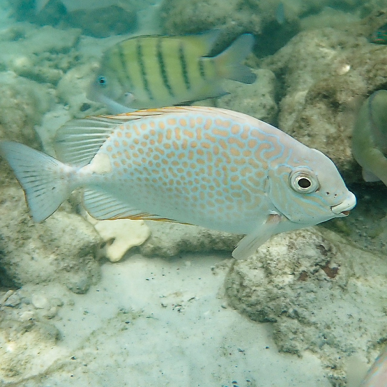 Мне посмотреть. Рыбов показываю