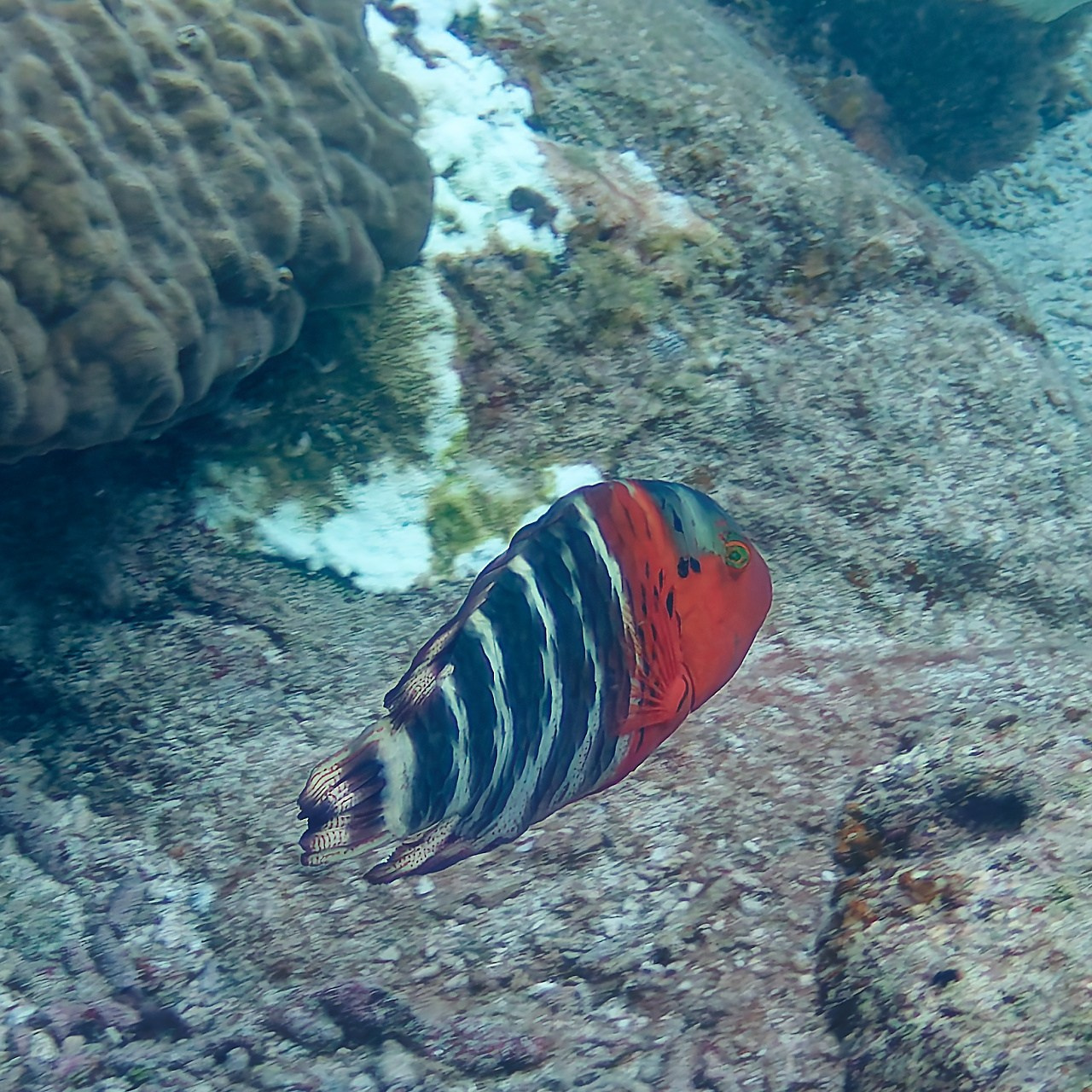 Мне посмотреть. Рыбов показываю
