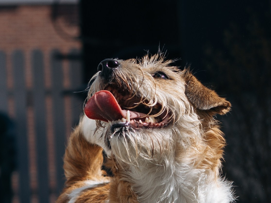 День рождение Зенита. Фотограф-анималист в Москве Кириллова Татьяна