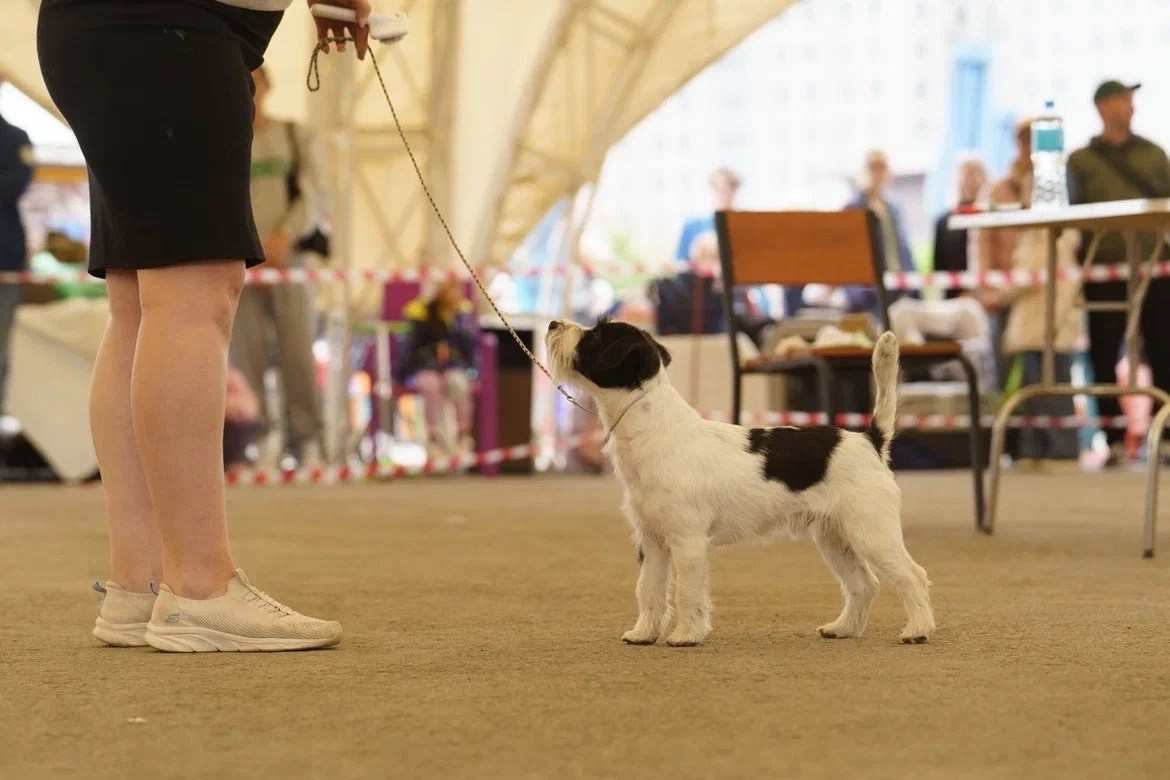 CM_РОККИ. КАНЕ МАЭСТРО — питомник Джек рассел терьеров