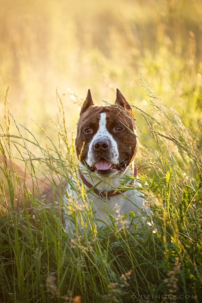 АСТ Федя, Пако и Ника. Фотограф-анималист Natalia Deingel | Фотосъемка собак в Москве