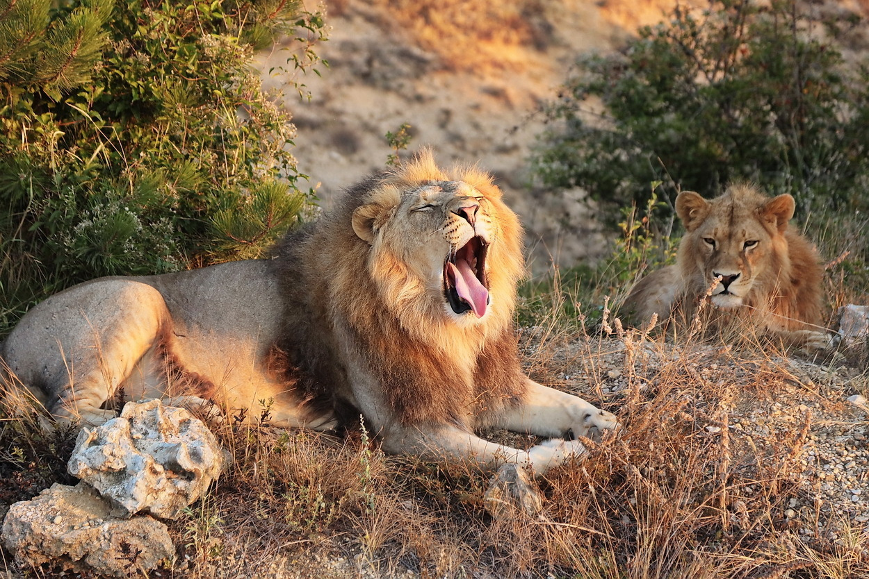 Съемка животных, съемка с животными. Рекламный и предметный фотограф в Санкт-Петербурге Мария Ерикина