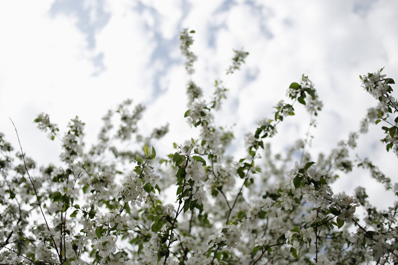 Алена и Борис (прогулка и начало банкета). Семейный и свадебный фотограф в Нижнем Новгороде