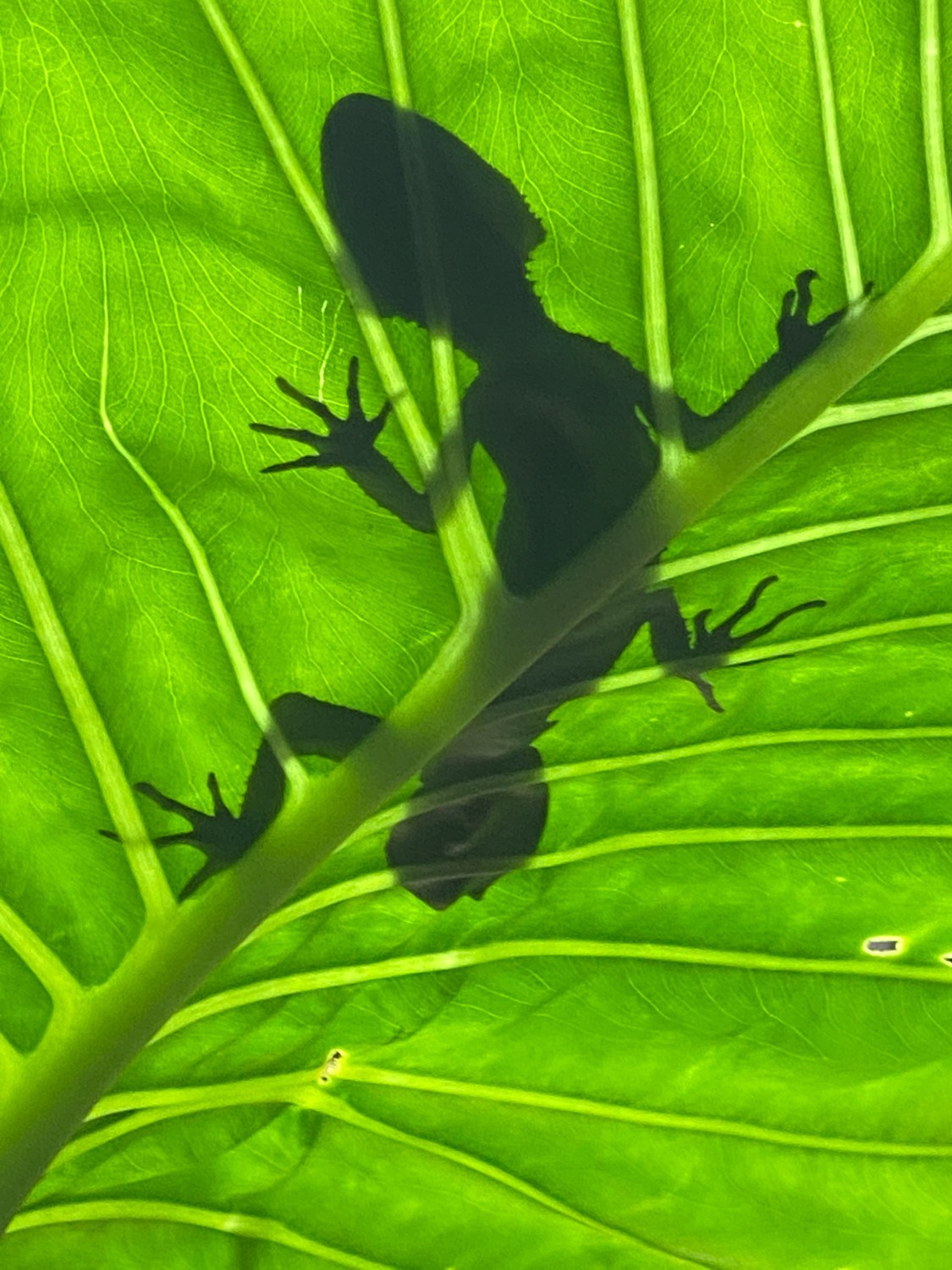Профессиональный свадебный фотограф в Сочи для вашего идеального дня. Свадебный фотограф в Абхазии, Сухум, Гагра, Сочи