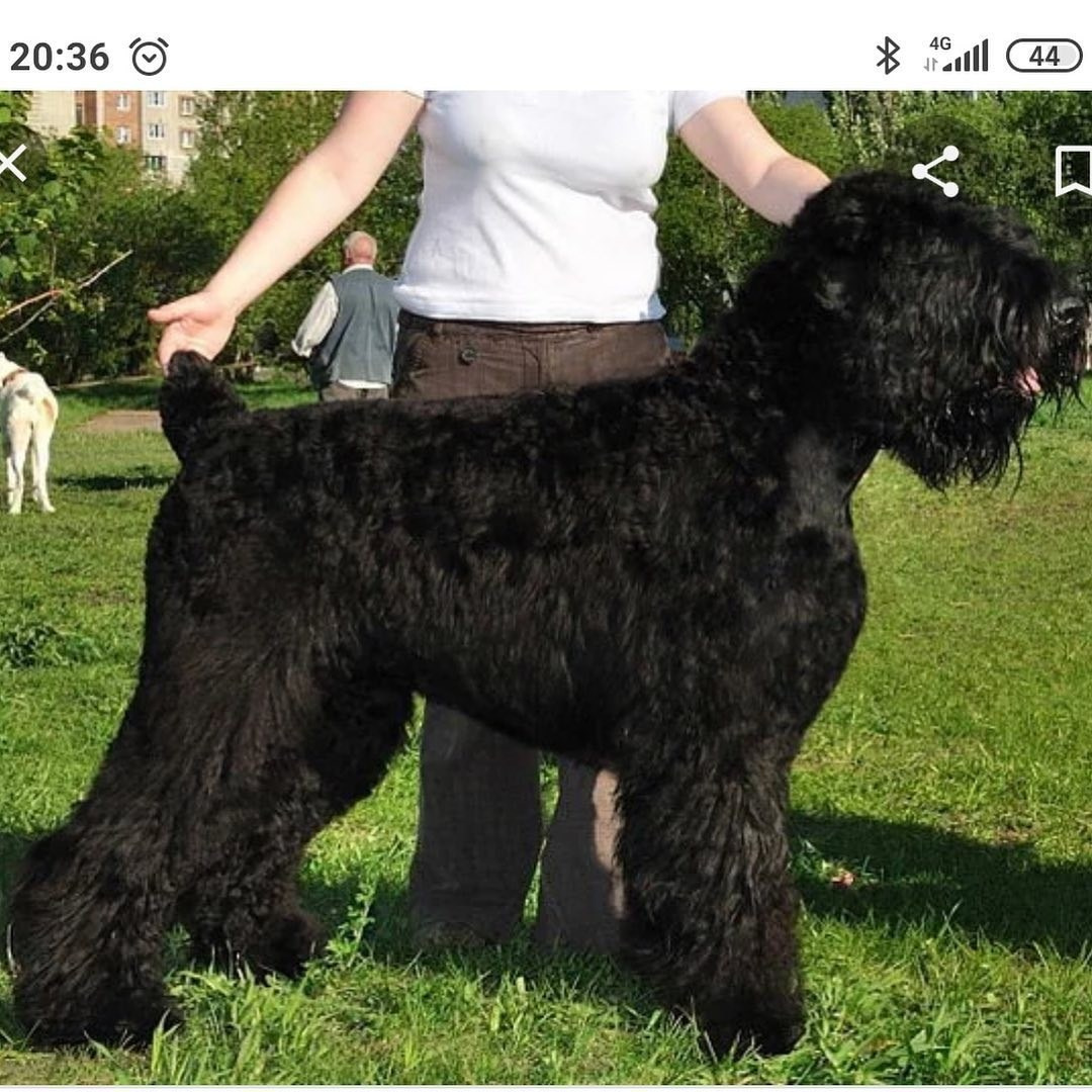 🐾 ДОМАШНЯЯ ВЫСТАВКА ПИТОМЦЕВ: КТО У КОГО ЖИВЁТ? 🐱🐶