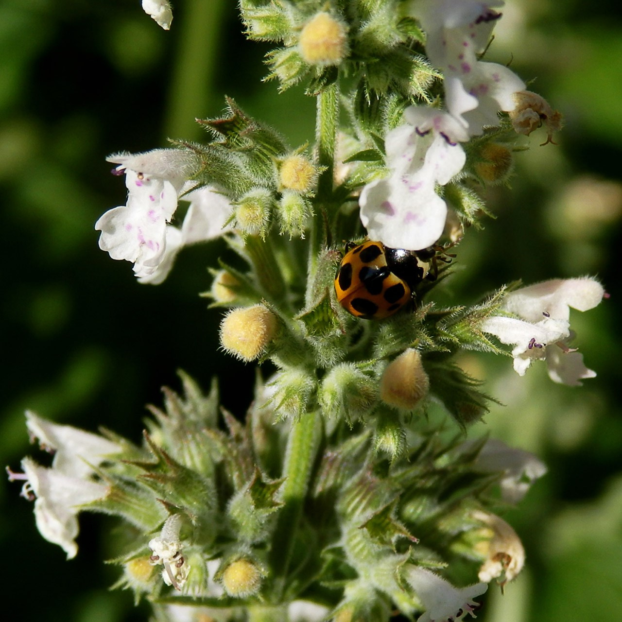 Травы. Природа севера