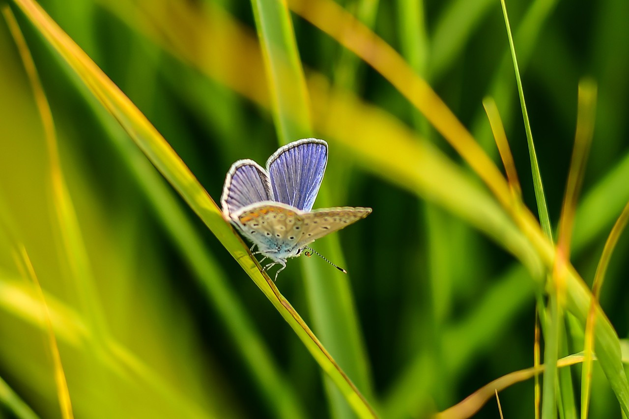 Животные. Семейный и свадебный фотограф в Донецке Донская Анастасия