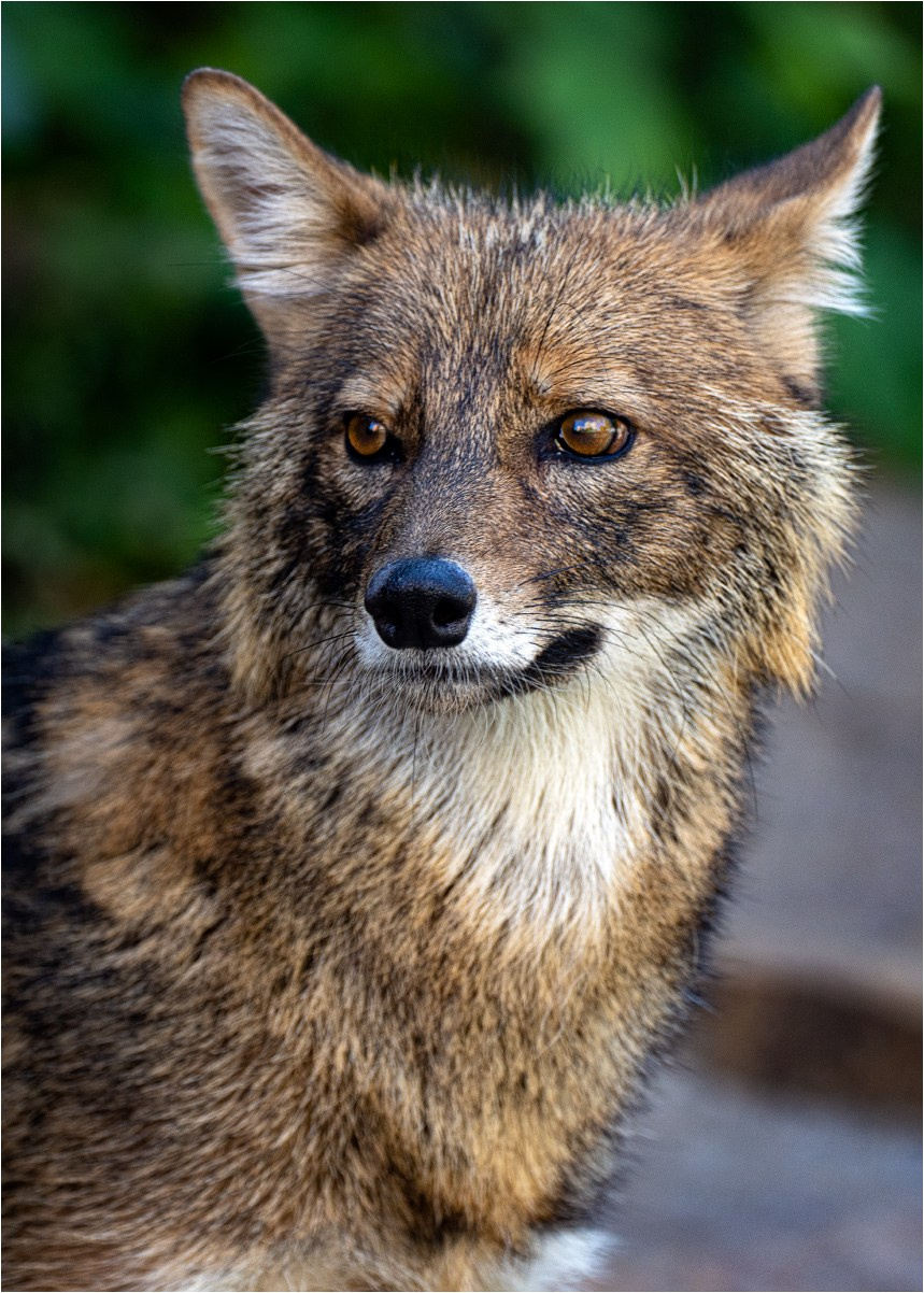 ЗООПАРК. Фотограф Владимир Остапенко