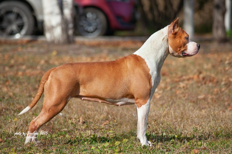 Экстерьерные фото. Slavilada-Лапки. Свет. Любовь… Профессиональная фотосессия питомцев Для памяти, пристройства и продажи. Хабаровск