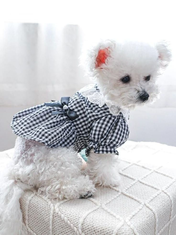 31 марта и 4 апреля — одёжка для кошки и анораки для собаки!. Школа для девочек во Владивостоке — Само Совершенство