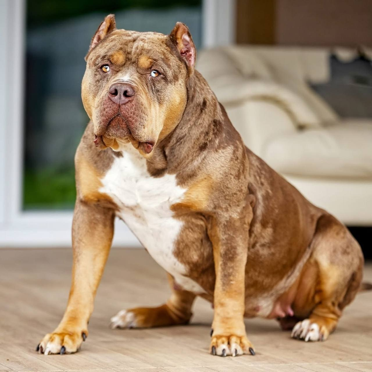 Mako’s GRANDBAR. Американские булли XL в г. Калининград. Питомник Great Bully UNIVERSE