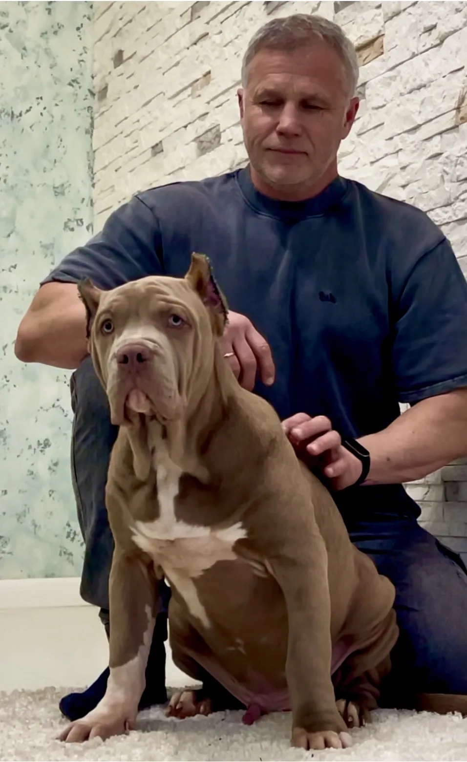 Hunter&Queenie, 10.09.25. Американские булли XL в г. Калининград. Питомник Great Bully UNIVERSE