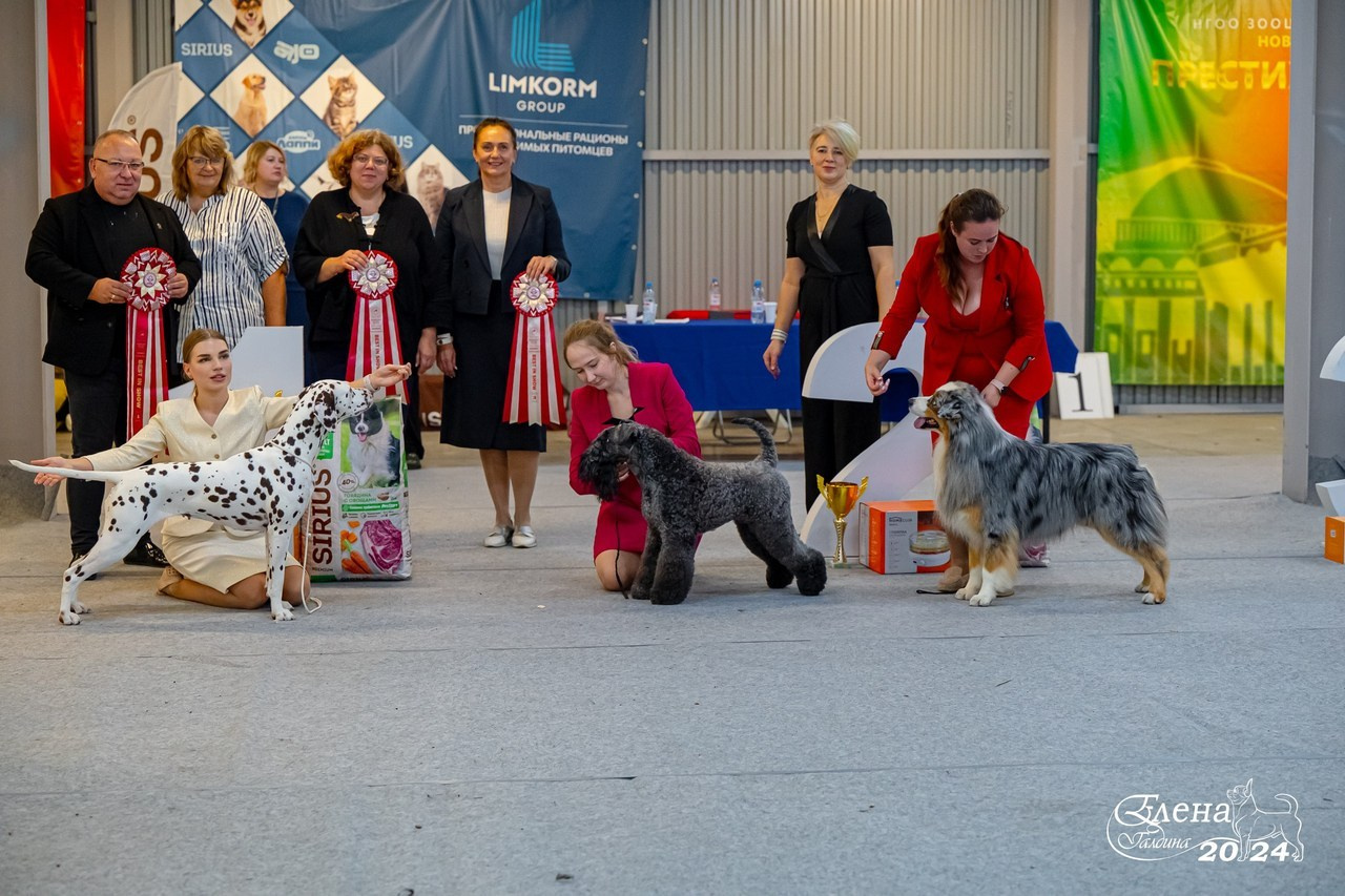 Отзывы. Фотограф анималист Елена Галдина г. Красноярск
